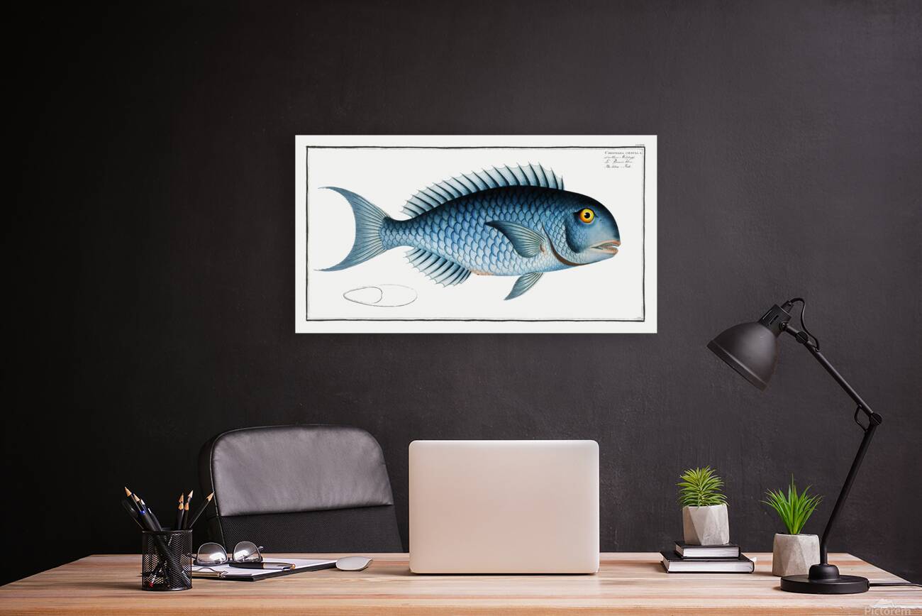 Blue Parrotfish Reproduction