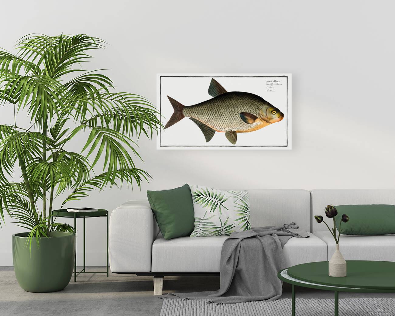 Common Freshwater Bream Reproduction
