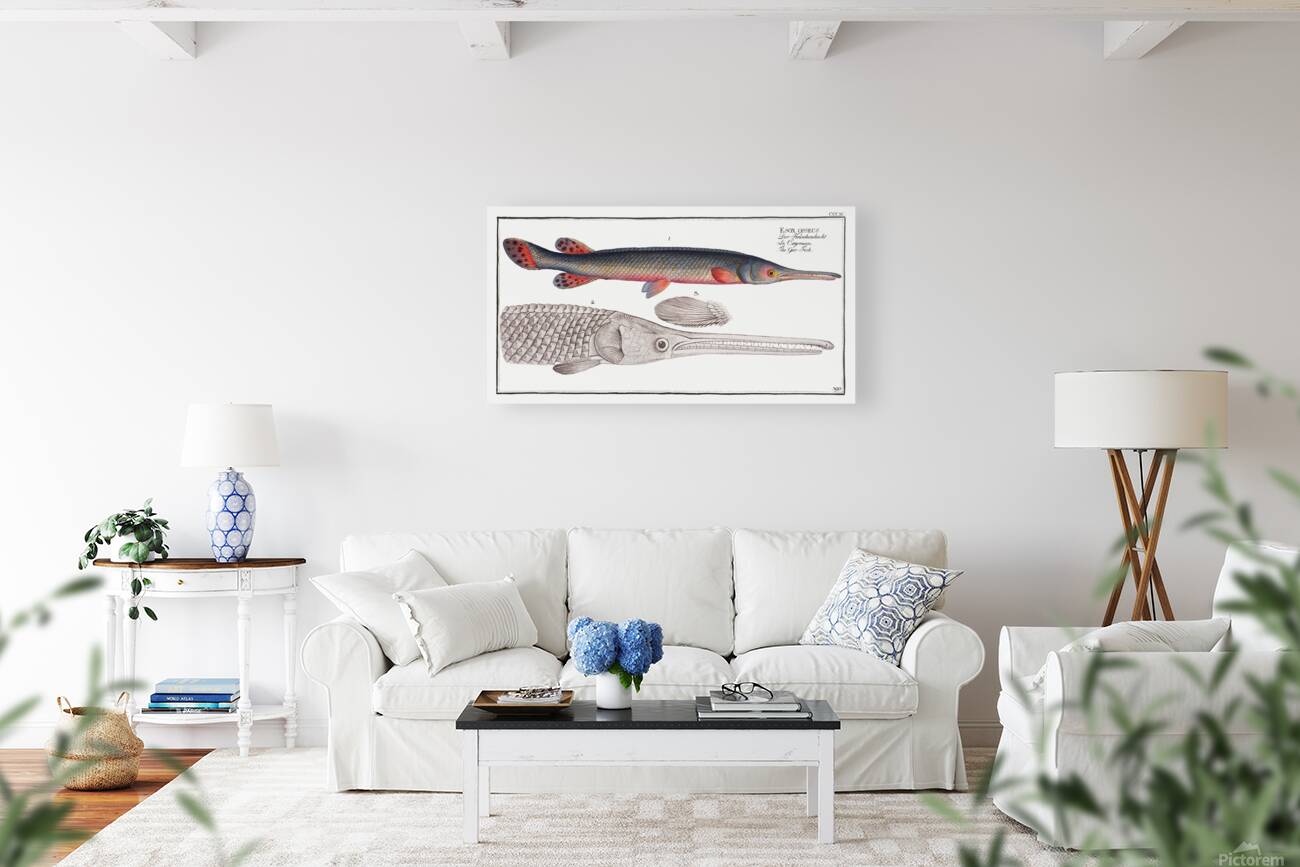 Longnose Gar Reproduction