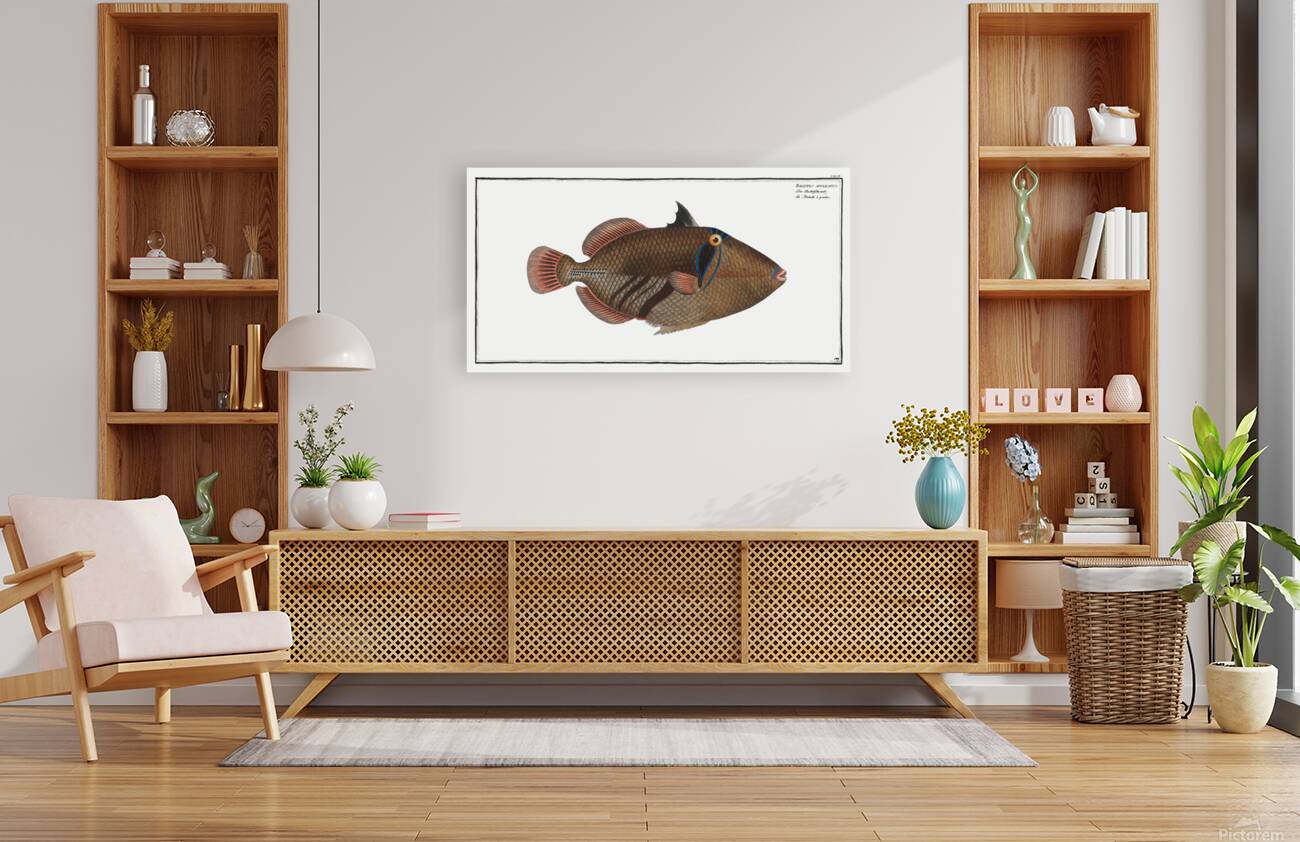 Lagoon Blackbar Triggerfish Reproduction