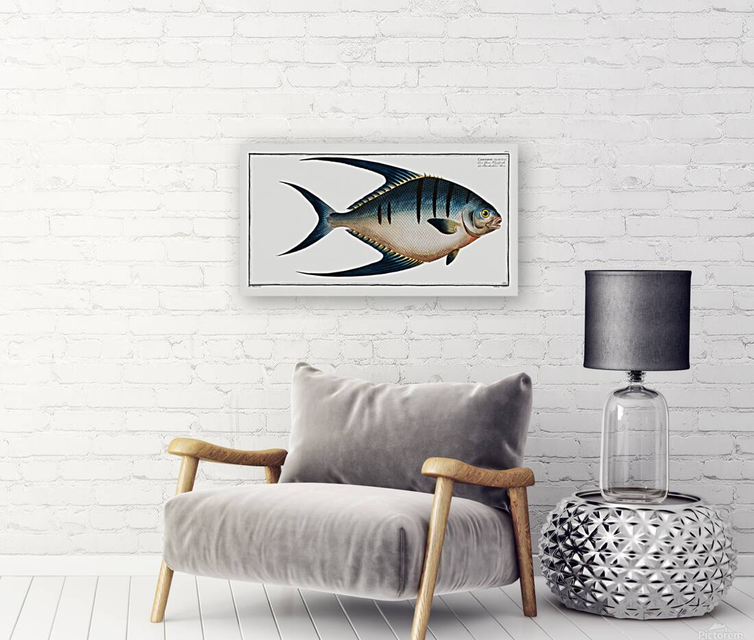 Great Pompano Palometa Reproduction