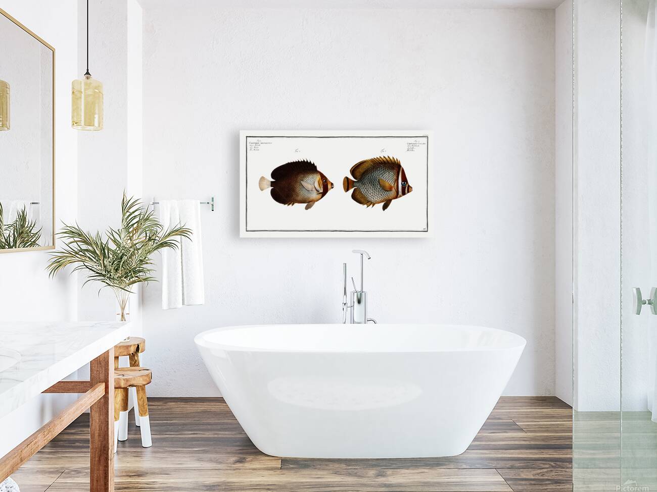 Redtail Butterflyfish and Vermiculated Angelfish Reproduction