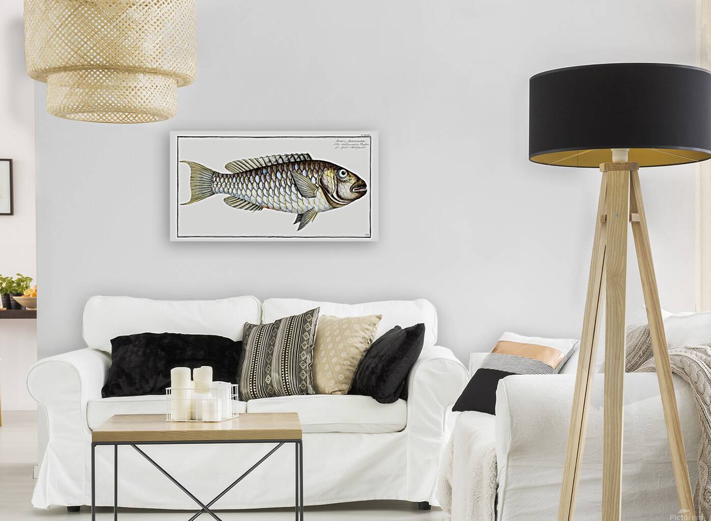 Redtail Parrotfish Reproduction