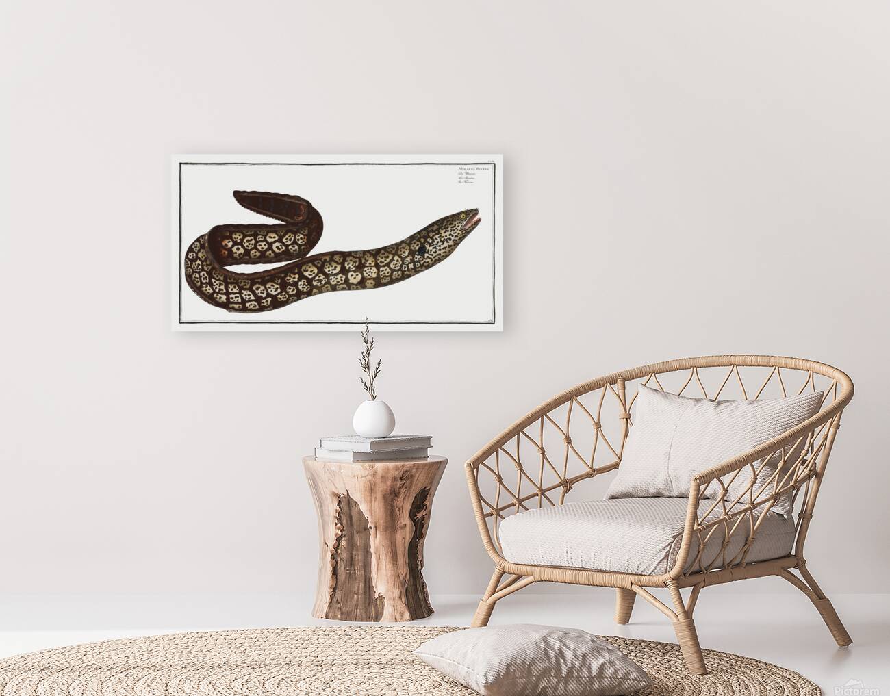 Mediterranean Moray Eel Reproduction