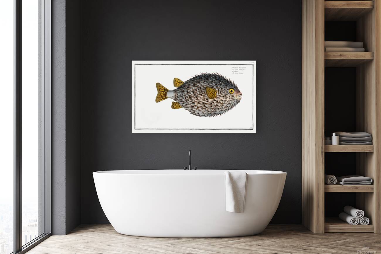 Spot Fin Porcupinefish Reproduction