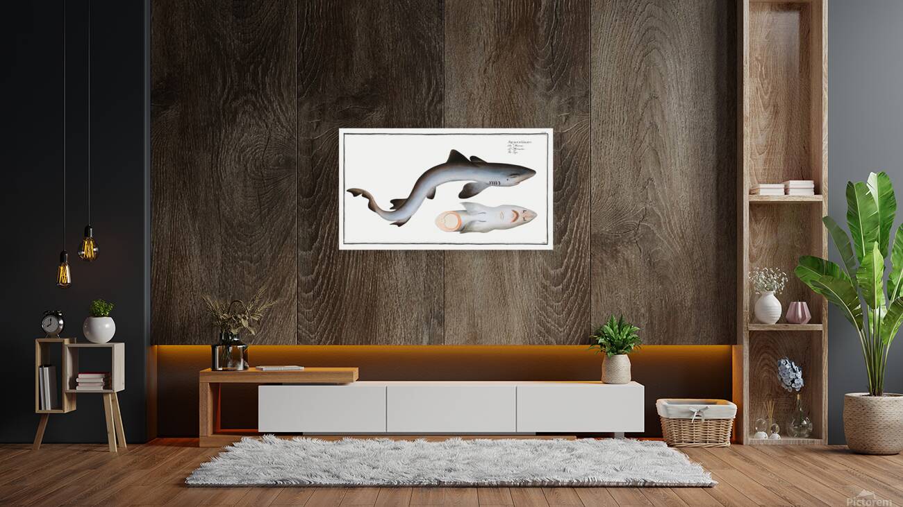 School Shark Reproduction