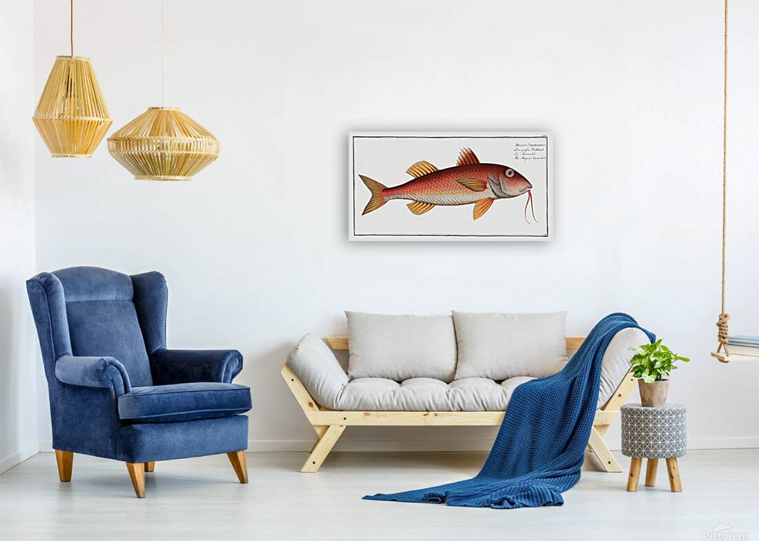 Striped Red Mullet Surmullet Reproduction