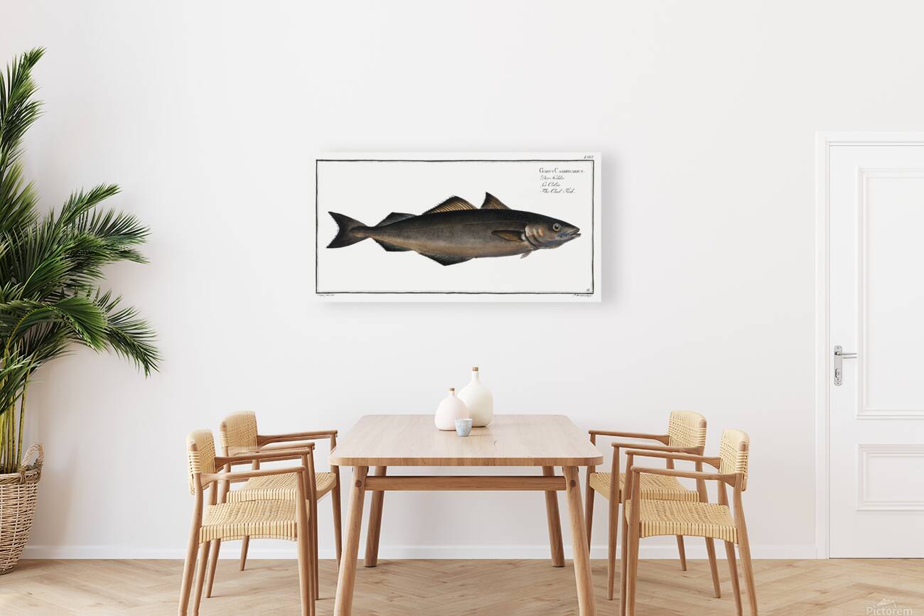 Saithe Pollock Coalfish Reproduction