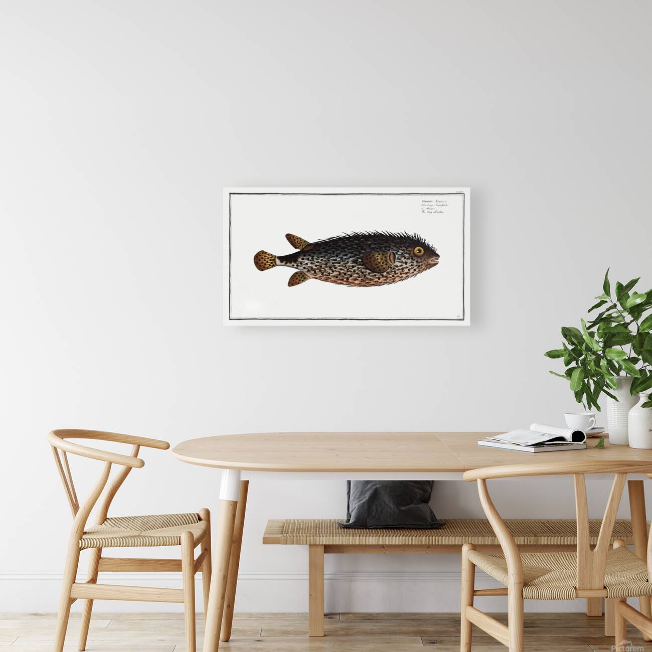 Spotfin Burrfish Reproduction