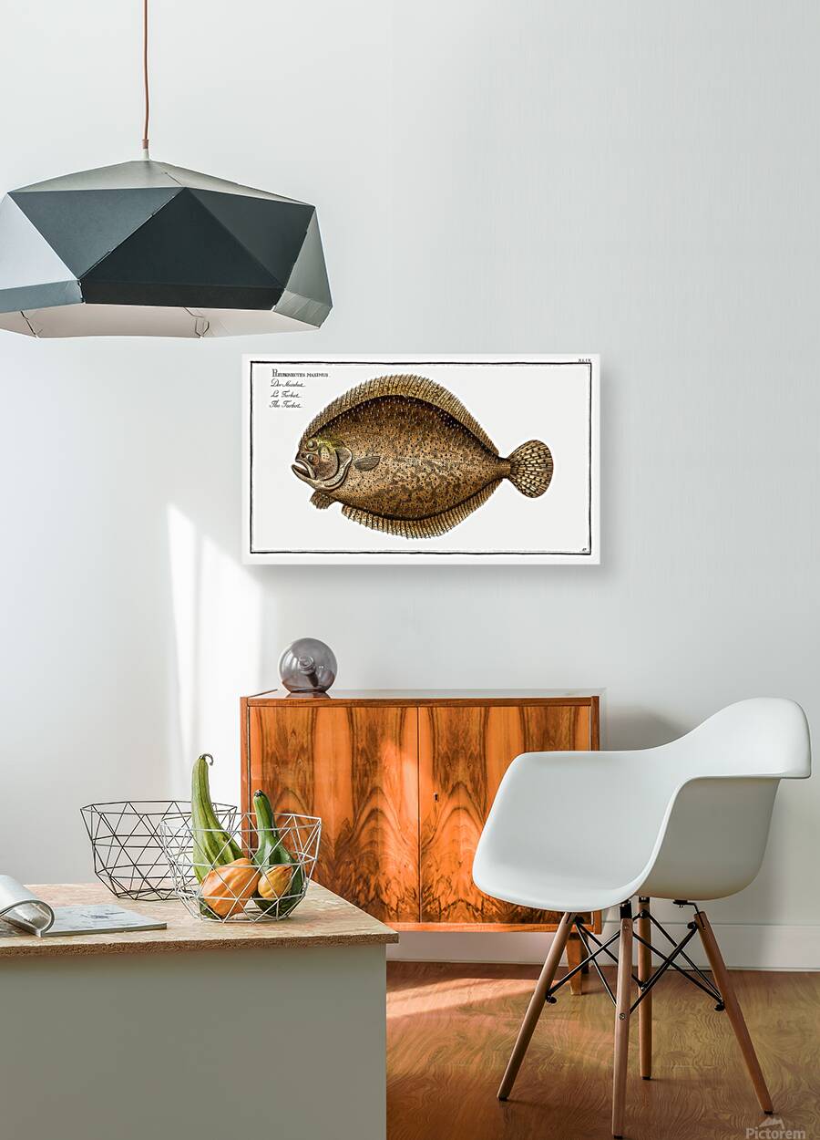 Turbot Flatfish Reproduction