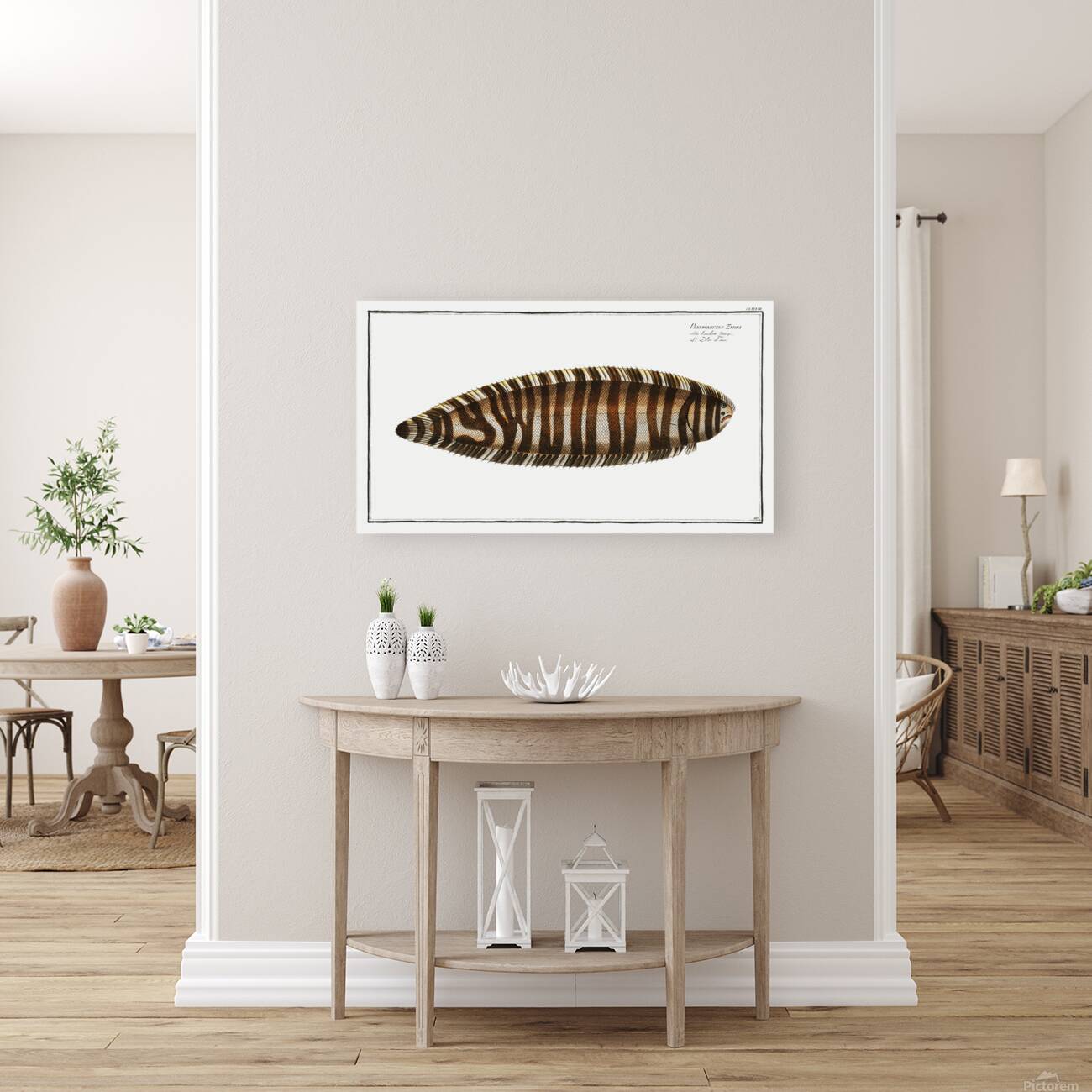 Zebra Sole Reproduction