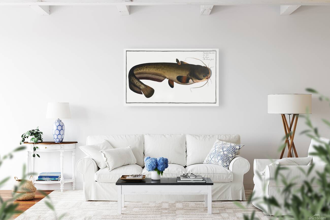 Wels Catfish Sheatfish Reproduction