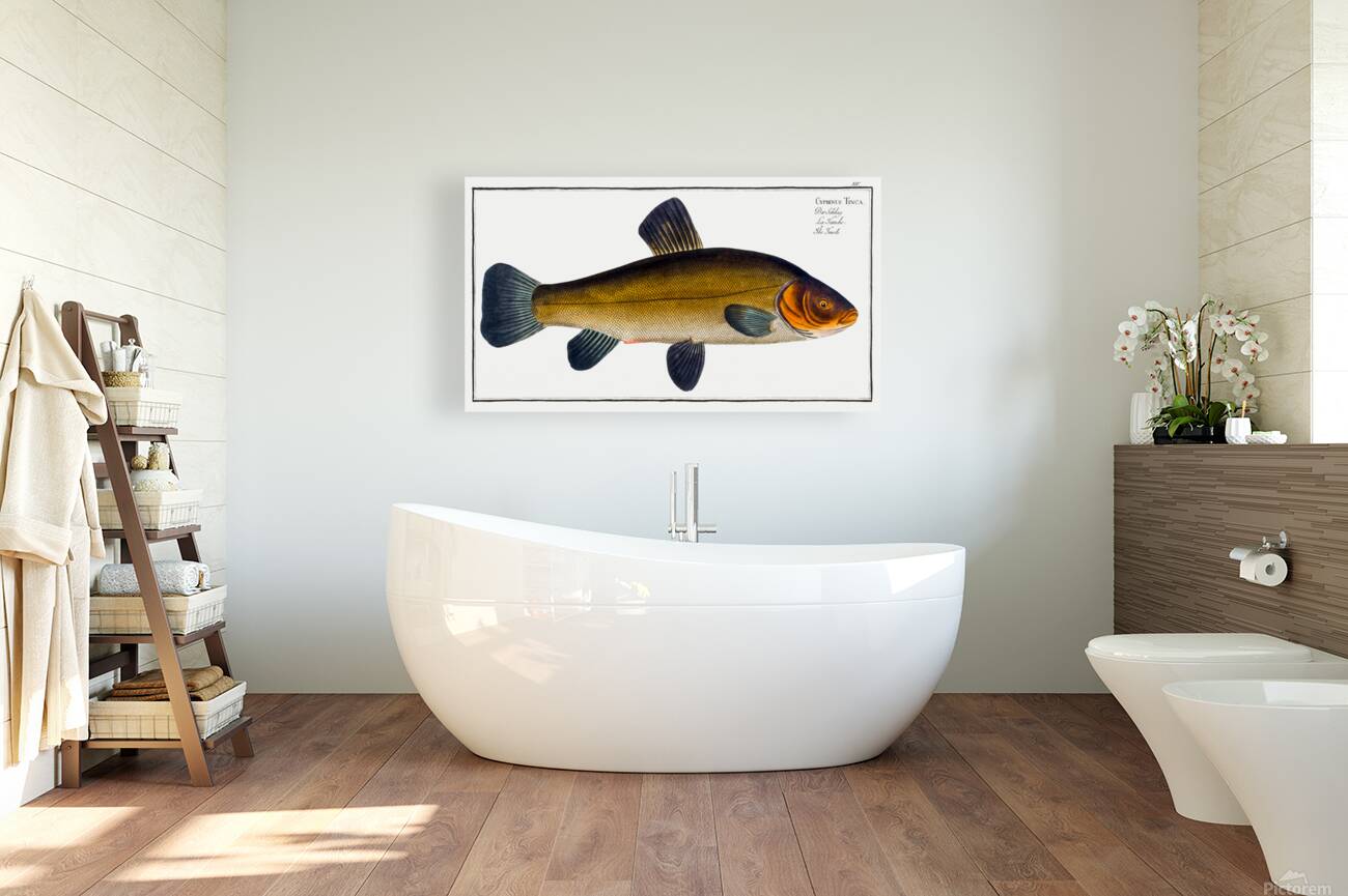 Tench Doctor Fish Reproduction