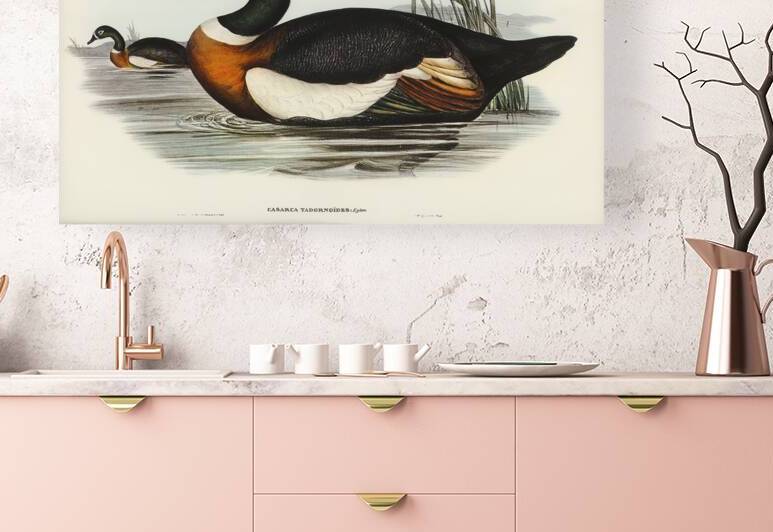 Australian Shelduck by History In Your Home