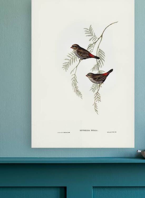 Beautiful Firetail Reproduction