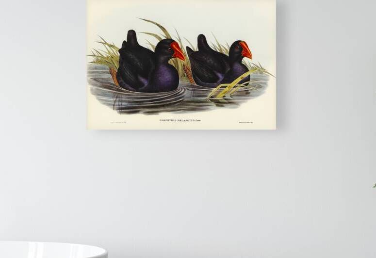Australasian Swamphen by History In Your Home