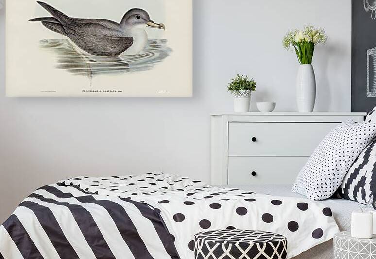 Black Capped Petrel by History In Your Home