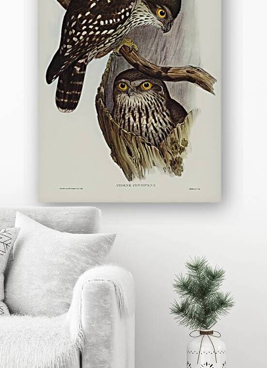 Barking owl by History In Your Home