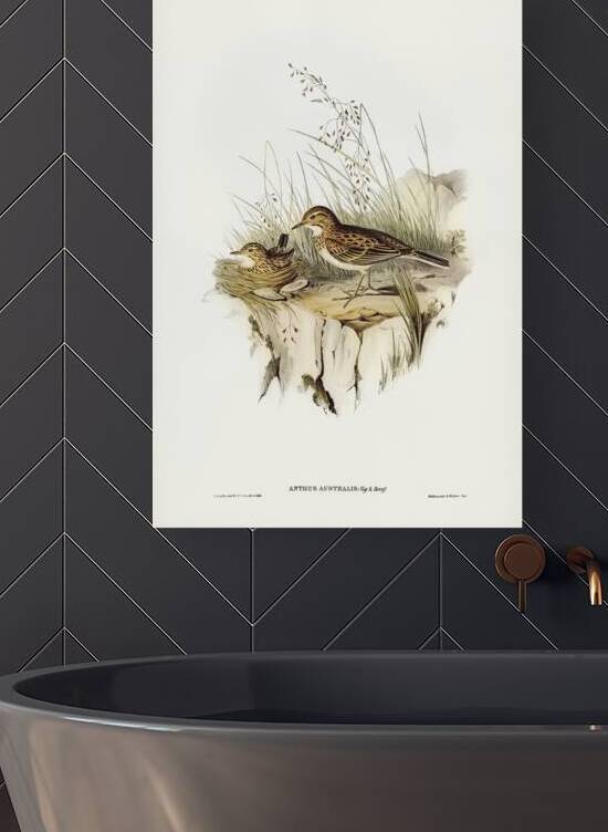 Australasian Pipit by History In Your Home