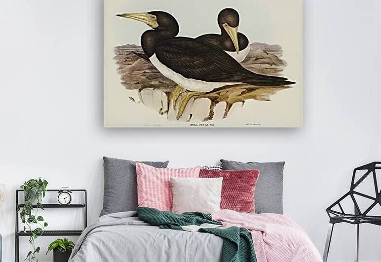 Brown Booby by History In Your Home