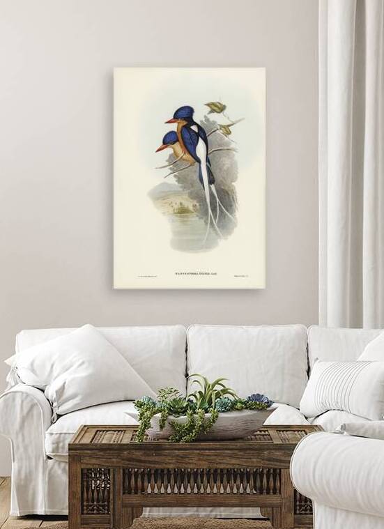 Buff Breasted Paradise Kingfisher by History In Your Home