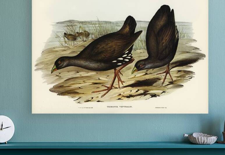 Black Tailed Nativehen by History In Your Home