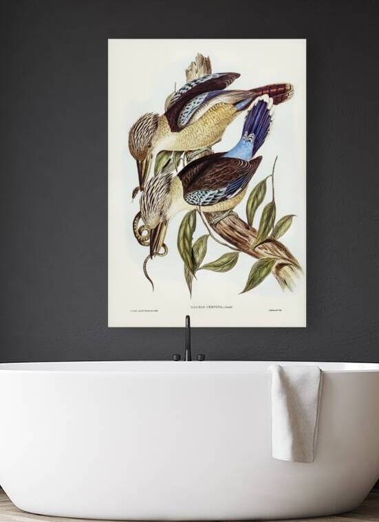 Blue Winged Kookaburra Reproduction