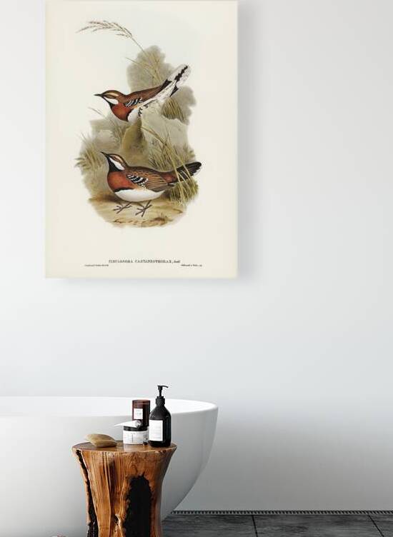 Chestnut Breasted Quail Thrush by History In Your Home