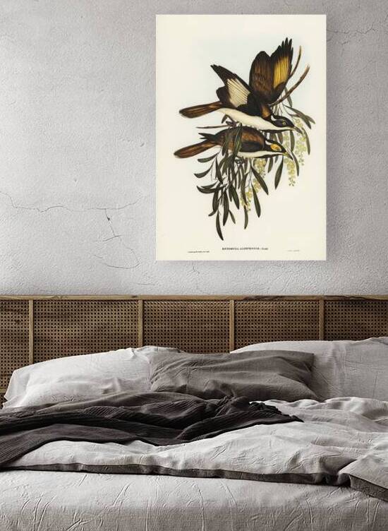Blue Faced Honeyeater 2 by History In Your Home