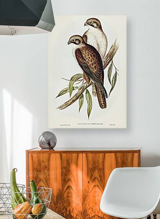 Brown Falcon by History In Your Home