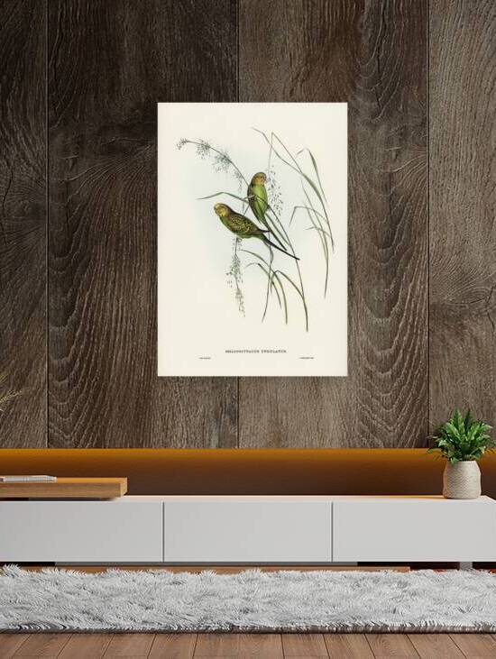 Budgerigar Budgie Parakeet by History In Your Home