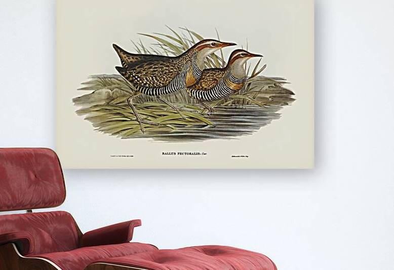 Buff Banded Rail by History In Your Home