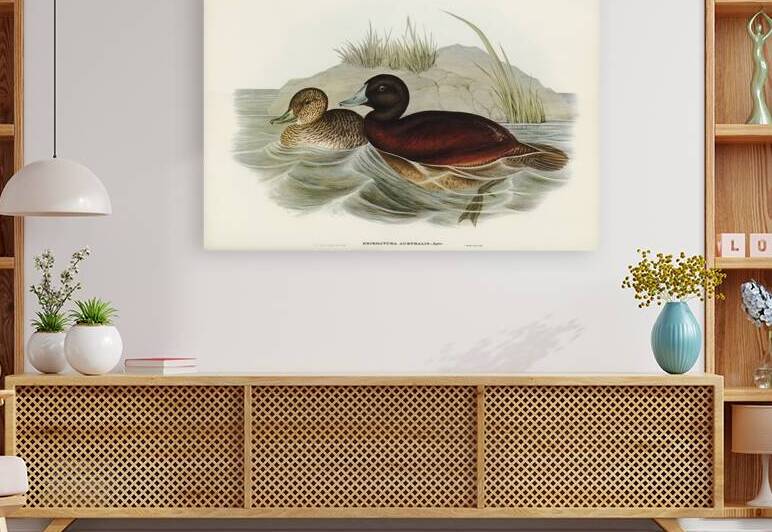 Blue Billed Duck by History In Your Home