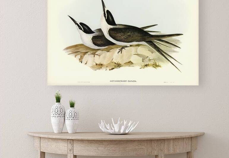 Bridled Tern by History In Your Home