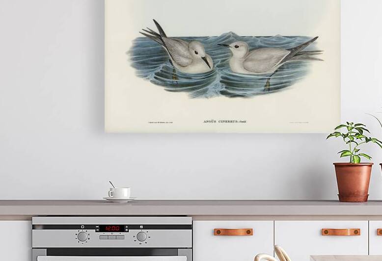 Blue Noddy by History In Your Home
