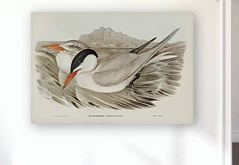 Caspian Tern by History In Your Home