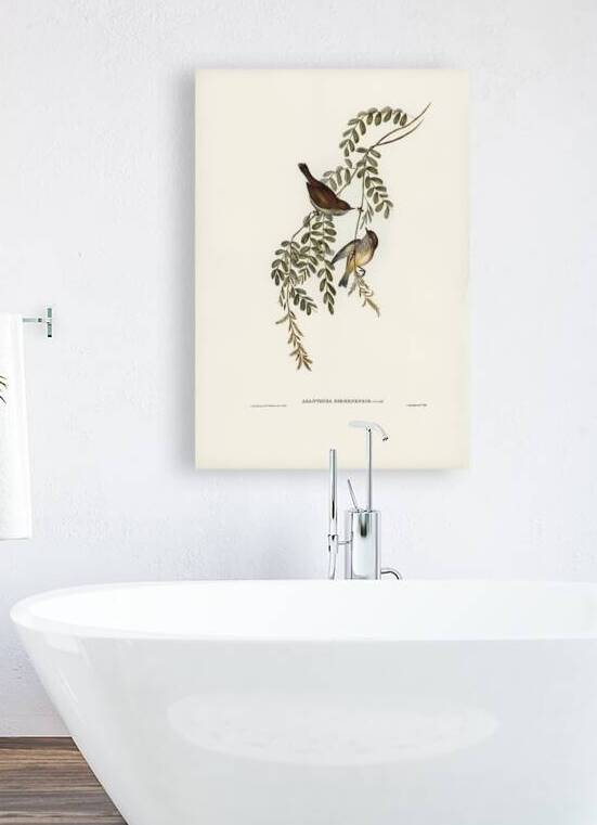 Brown Thornbill 2 by History In Your Home
