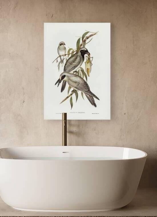 Black faced cuckooshrike by History In Your Home