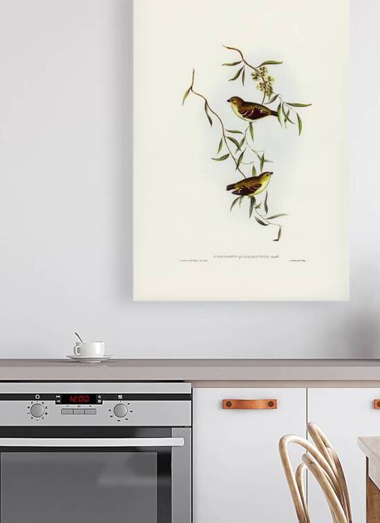 Forty spotted Pardalote by History In Your Home