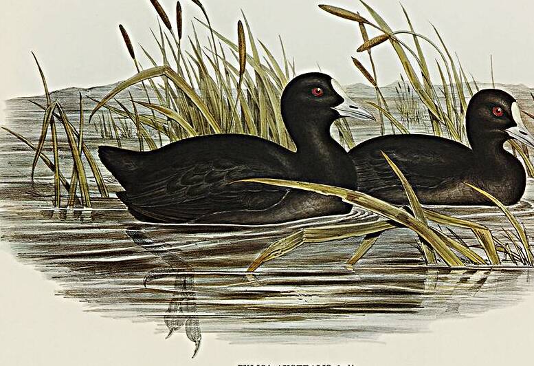 Eurasian Coot by History In Your Home