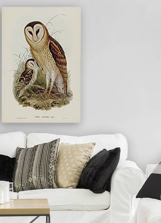 Eastern grass owl by History In Your Home