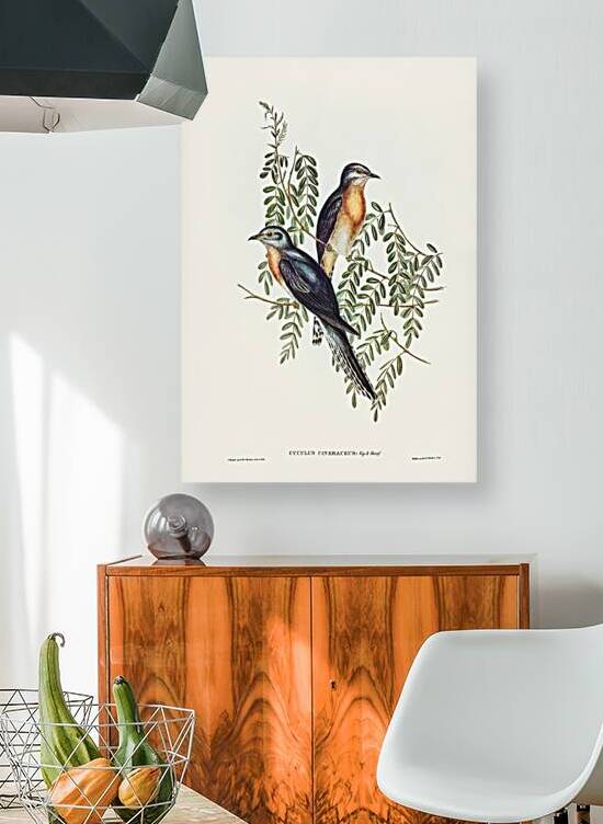 Fan Tailed Cuckoo by History In Your Home