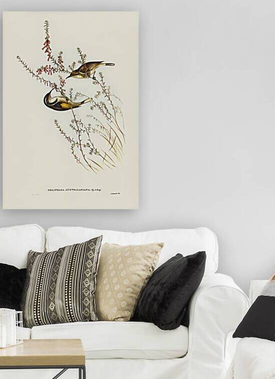 Crescent Honeyeater Reproduction