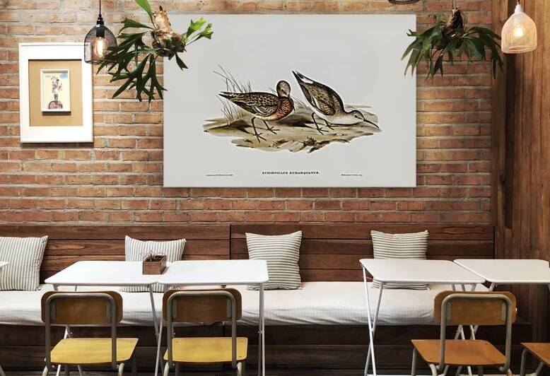 Curlew Sandpiper by History In Your Home