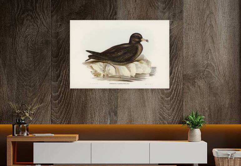 Flesh Footed Shearwater by History In Your Home