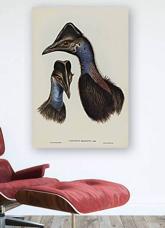 Dwarf cassowary by History In Your Home