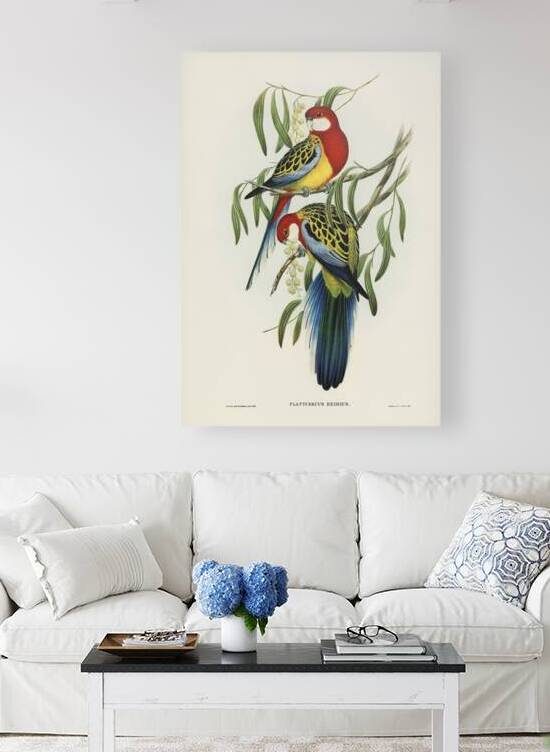 Eastern Rosella by History In Your Home