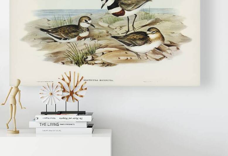 Double Banded Plover by History In Your Home