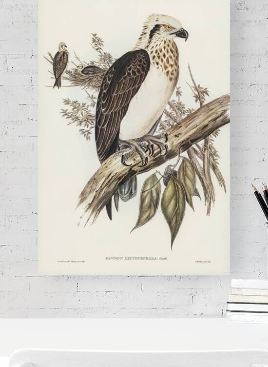Eastern osprey by History In Your Home