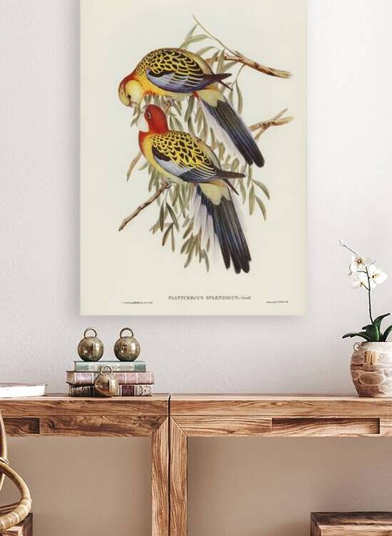 Eastern Rosella 2 by History In Your Home